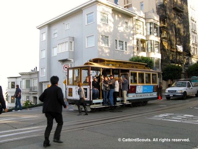 CableCar-Catbird-Scouts