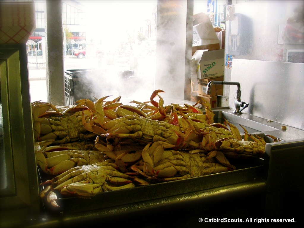 Crabs-Fishermans-Wharf-Catbird-Scouts