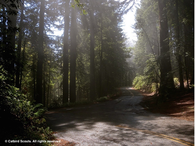 Bolinas-FairfaxRoad-MtTam-Catbird-Scouts
