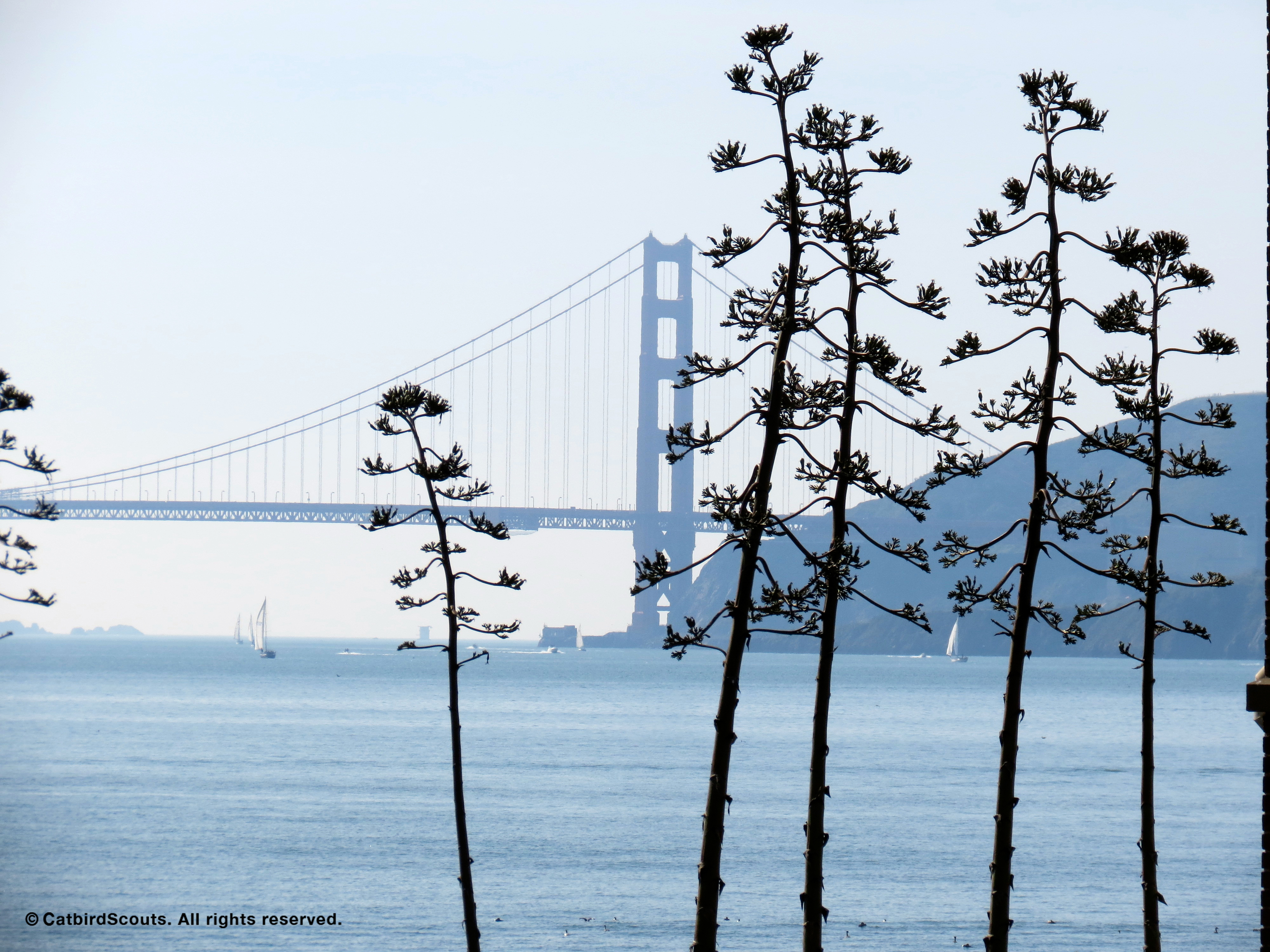 GGateBridge-AngelIsland-Catbird-Scouts - Copy
