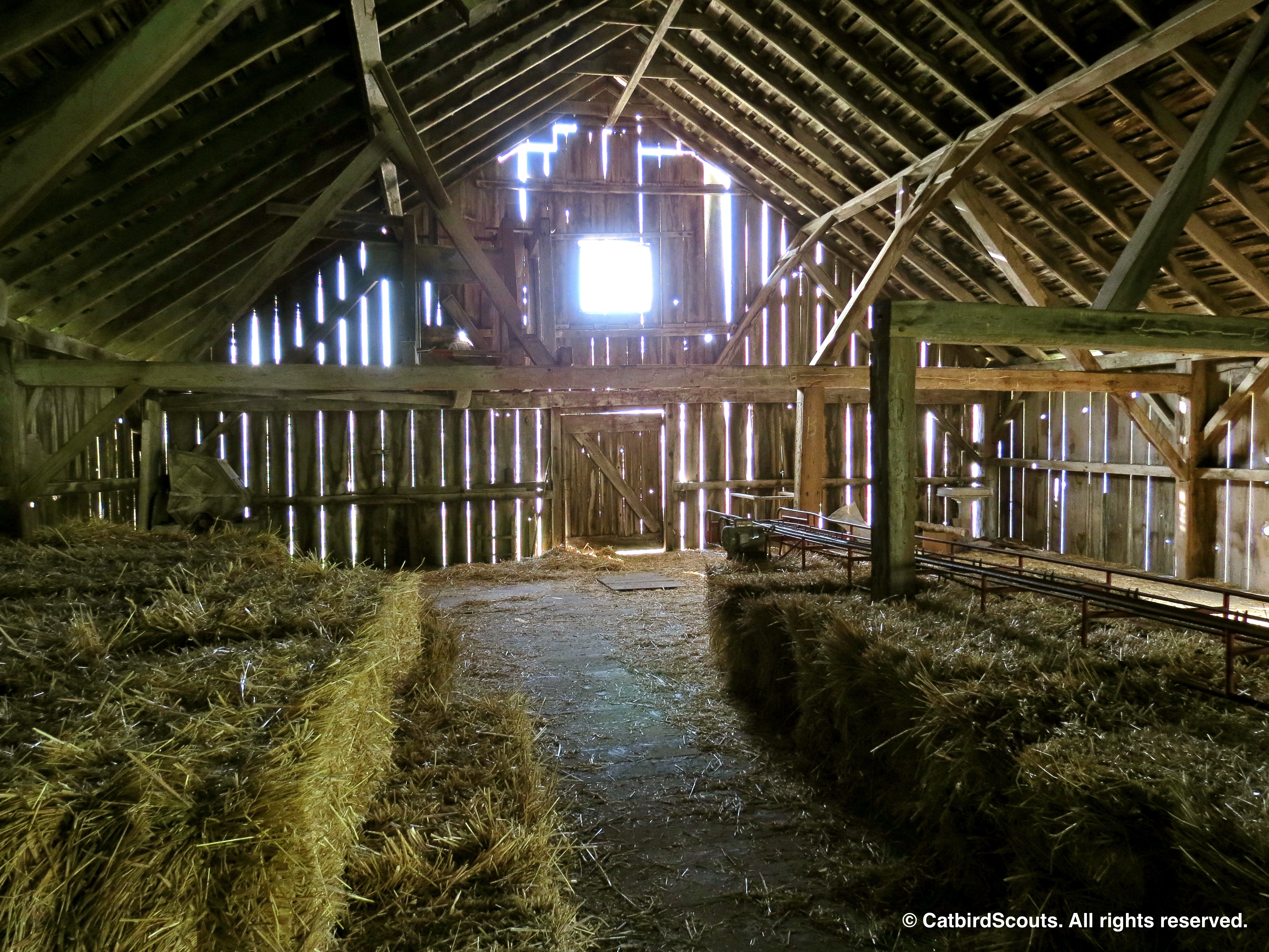 HayBarn-Catbird-Scouts