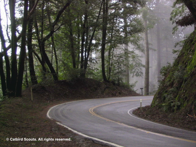 SkylineBlvd-Curve-Catbird-Scouts