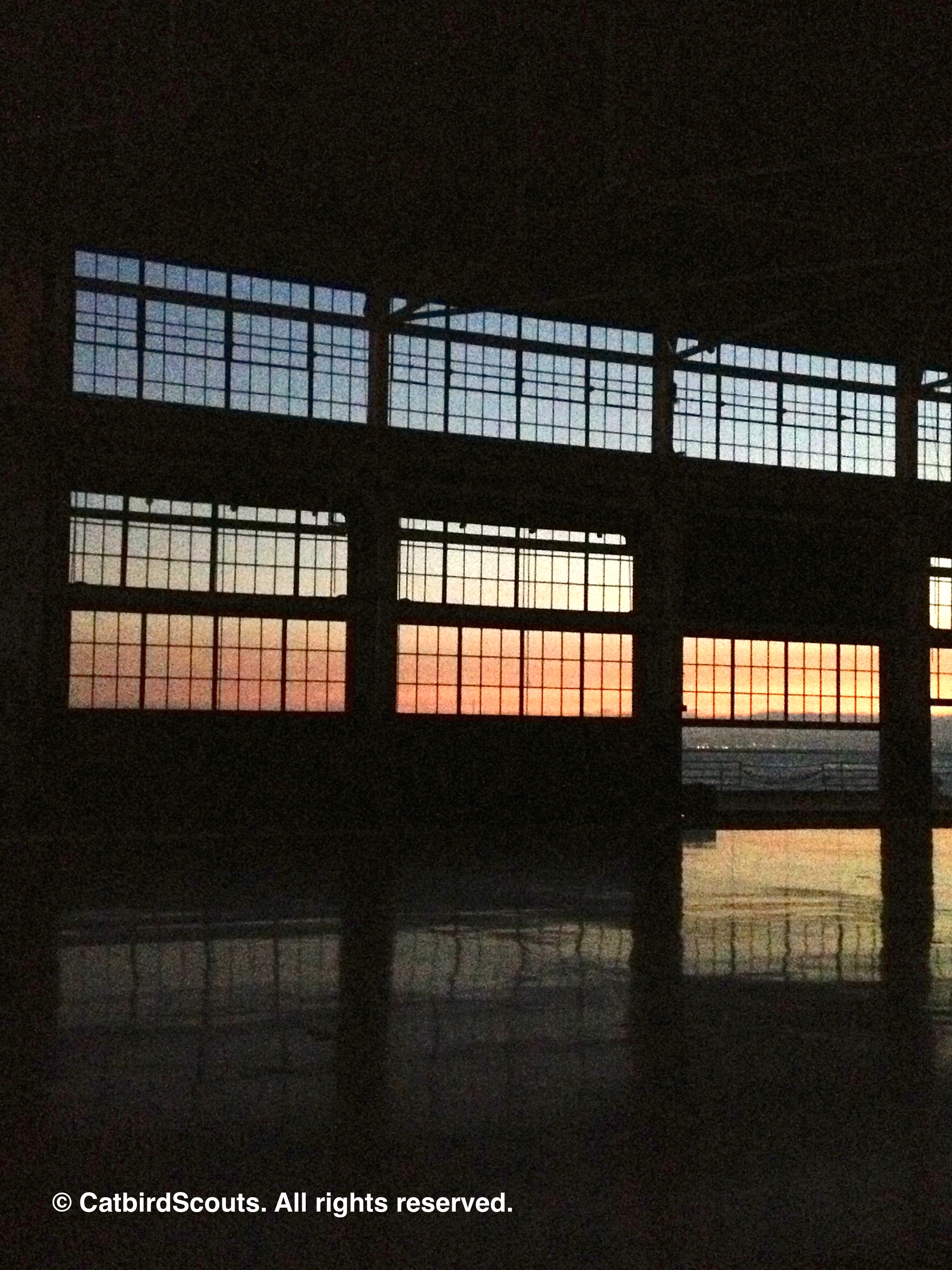WarehouseWindows-Catbird-Scouts